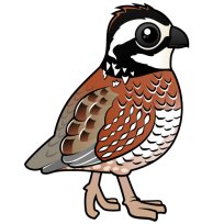 Northern Bobwhite