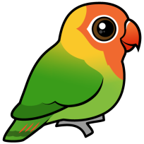 Lilian's Lovebird