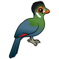 White-cheeked Turaco
