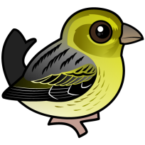 Atlantic Canary