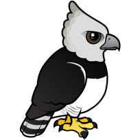 Harpy Eagle