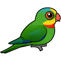 Superb Parrot
