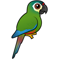 Blue-winged Macaw