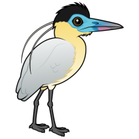 Capped Heron