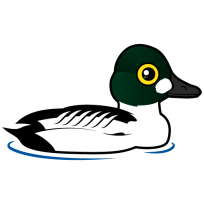 Common Goldeneye