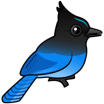 Steller's Jay