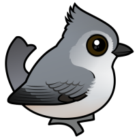 Juniper Titmouse