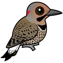 Northern Flicker