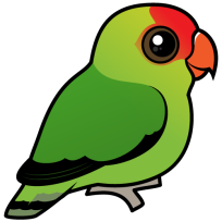 Black-winged Lovebird