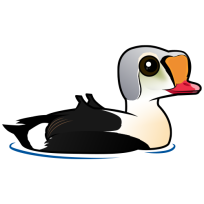 King Eider
