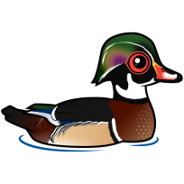 Wood Duck