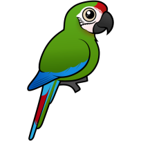 Military Macaw