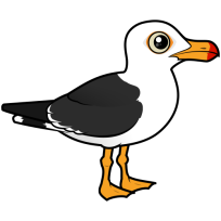 Pacific Gull