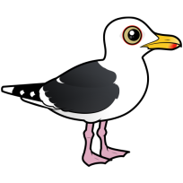 Western Gull