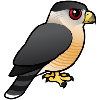 Cooper's Hawk