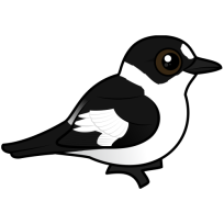 Collared Flycatcher