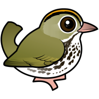 Ovenbird