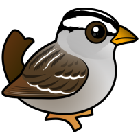White-crowned Sparrow
