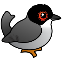 Sardinian Warbler
