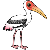 Painted Stork
