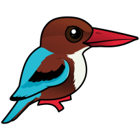 White-throated Kingfisher