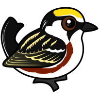 Chestnut-sided Warbler