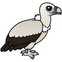 Himalayan Vulture