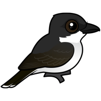 Eastern Kingbird