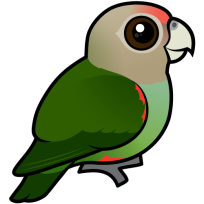 Cape Parrot