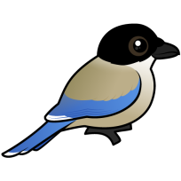 Iberian Magpie