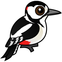 Great Spotted Woodpecker