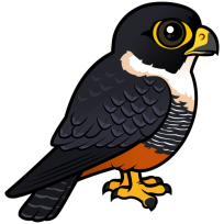 Bat Falcon
