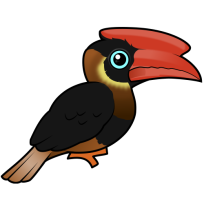 Rufous Hornbill