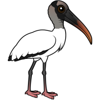 Wood Stork