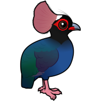 Crested Partridge