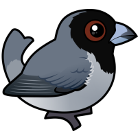 Black-faced Tanager