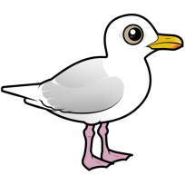Iceland Gull