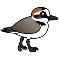 Kentish Plover
