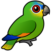 Orange-winged Parrot