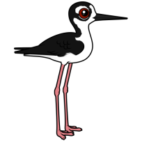 Black-necked Stilt