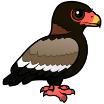 Bateleur
