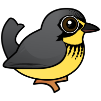 Canada Warbler
