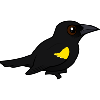 Yellow-shouldered Blackbird
