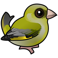 European Greenfinch