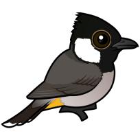 White-eared Bulbul