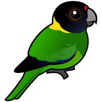 Australian Ringneck