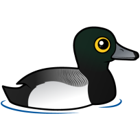 Greater Scaup