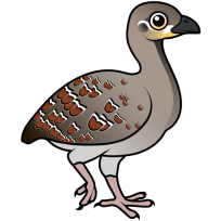 Malleefowl