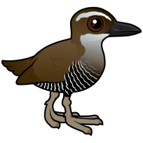 Guam Rail
