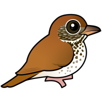 Wood Thrush
